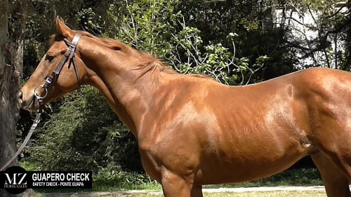 Lote GUAPERO CHECK (SAFETY CHECK - PONTE GUAPA)