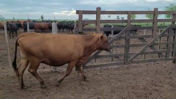 Lote 10 Vacas medio uso C/ gtia de preñez en Vedia, Buenos Aires