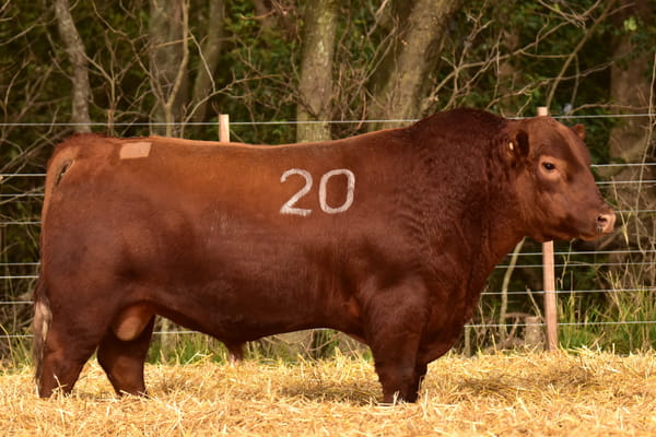 45471 — TOROS ANGUS PC
