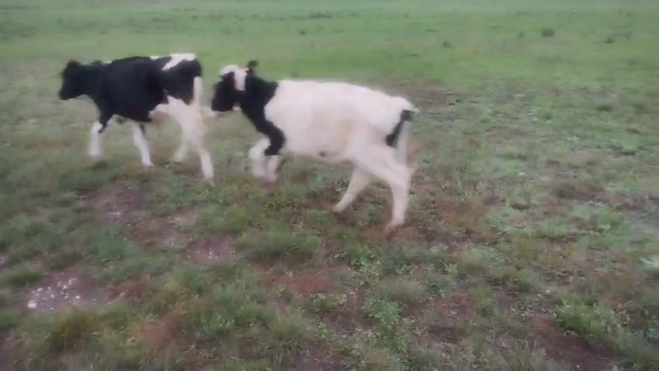 Lote 44 Terneros, San José