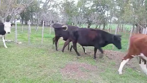 Lote VACAS DE INVERNADA