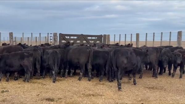 Lote 80 terneras