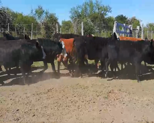 Lote 55 Terneras en Federal, Entre Ríos