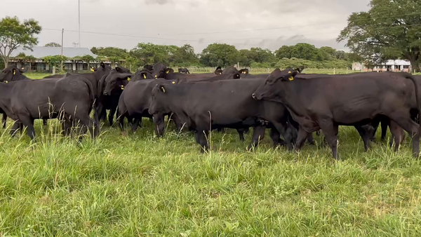 Lote 26 Vaquillonas C/ gtia de preñez en Pto. Eva Perón, Chaco