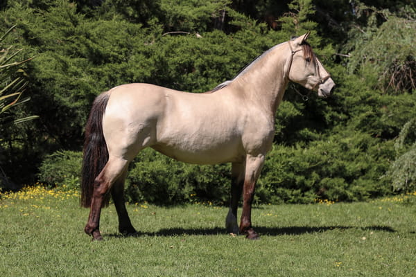 Lote QUELEN CHIFLADA