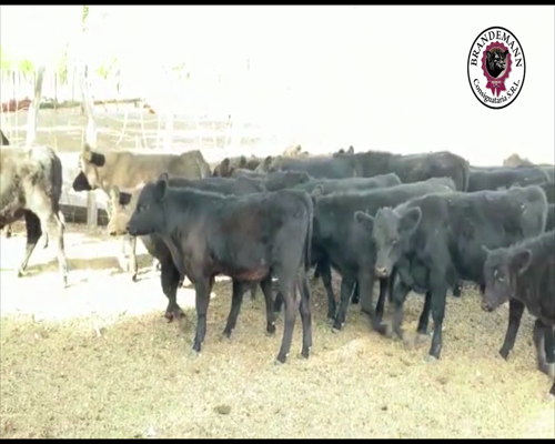 Lote 75 Terneros a Termino de 175 Kg