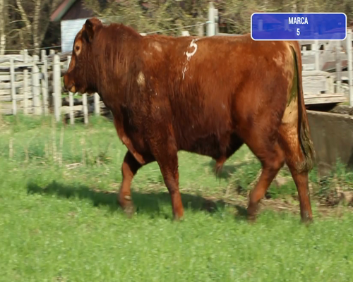 Lote 1 Toro en Coyhaique, XI Región Aysén