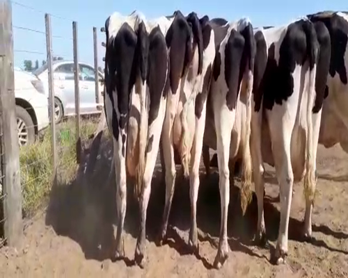 Lote Bossarelli Hermanos