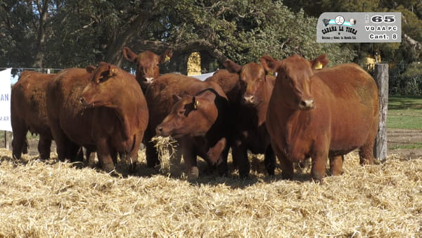 Lote VAQUILLONAS  PC  PARICION PRIMAVERA