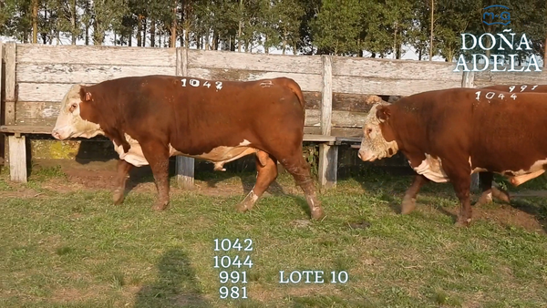 Lote TOROS POLLED HEREFORD