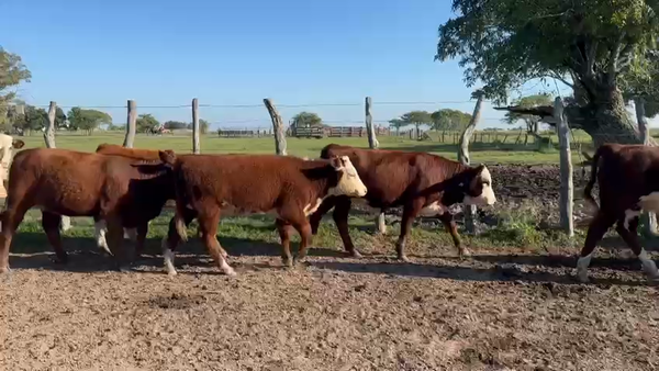 Lote 111 Terneras