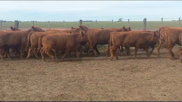 Lote 70 Terneras en Huanguelen, Buenos Aires