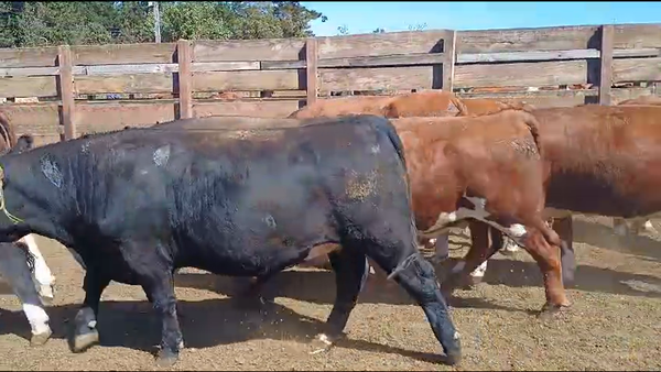 Lote 20 Novillo Gordo en Los Ángeles, VIII Región Biobío