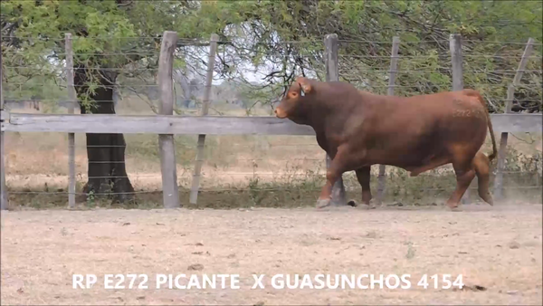 Lote Toro
