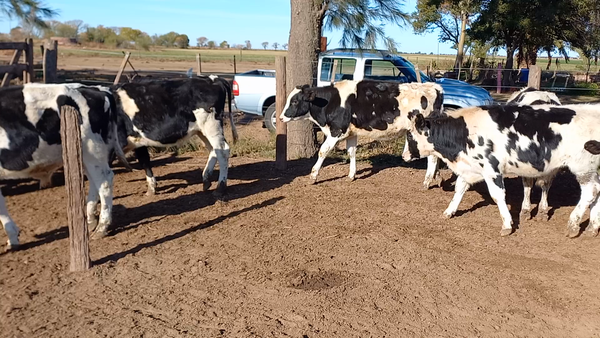 Lote 21 Novillitos Holando Argentino en La Paquita, Córdoba