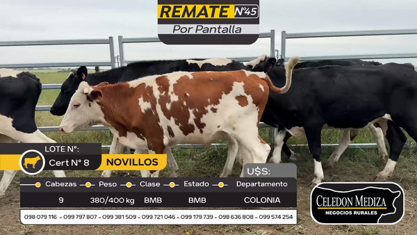 Lote 9 Novillos en Otra Localidad, Colonia
