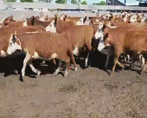 Lote 100 Terneros en Villaguay, Entre Ríos