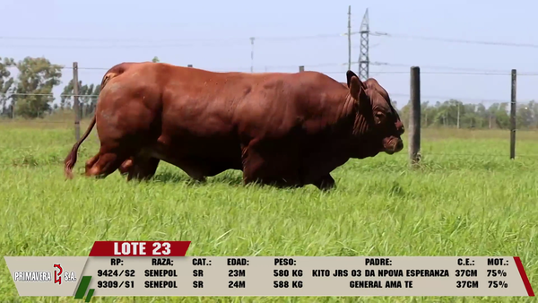 Lote LOTE 23