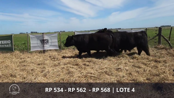 Lote TOROS PUROS POR CRUZA