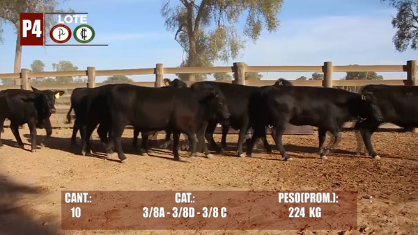 Lote Lote P4 Hembras por Pantalla
