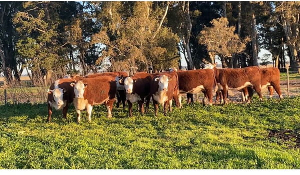 Lote Vivoratá Vaquillonas PR - Preñadas parición otoño 2022