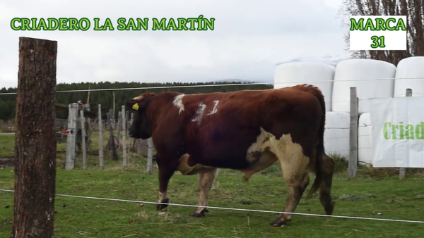Lote 1 Toro