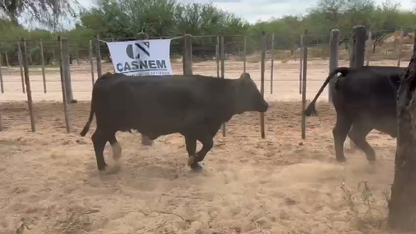 Lote 19 Vacas de invernar en Córdoba, Cruz del Eje