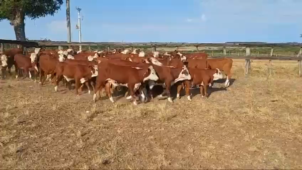 Lote 65 Terneros