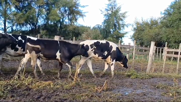 Lote (Vendido)14 Novillos Holando HOLANDO 300kg -  en CUFRE