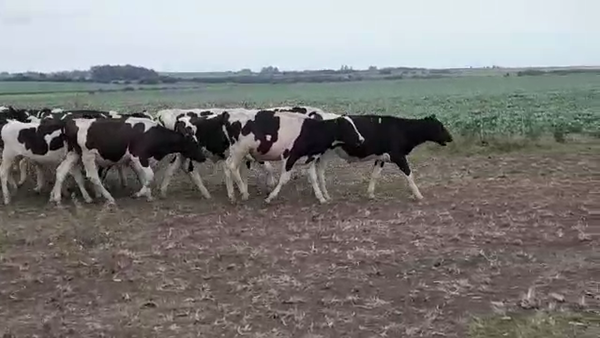 Lote (Vendido)25 Terneros Holando HOLANDO 210kg -  en AGRACIADA