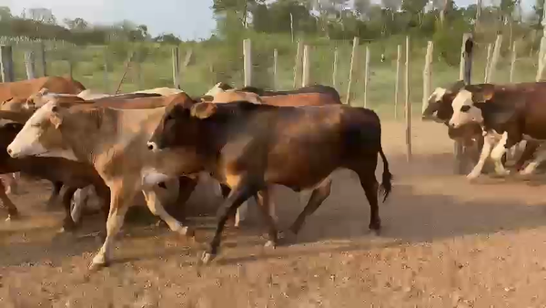 Lote 75 Novillos en Palo Santo, Formosa