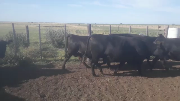 Lote 29 VC. PREÑADAS, DOLORES, PCIA. DE BS. AS.