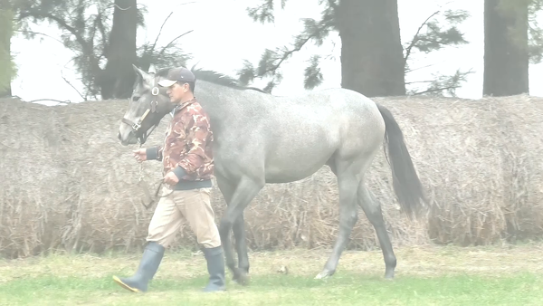 Lote FLEUR DE MIRAVAL (GOUVERNEUR MORRIS -  SHARLOT SHANDON)