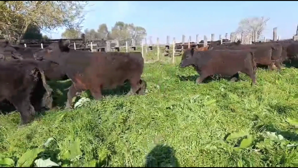 Lote 35 Terneras