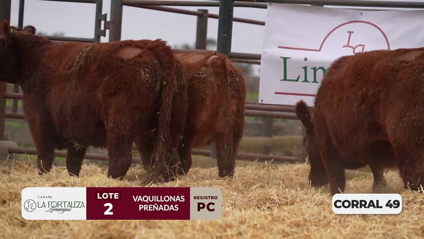 Lote VAQUILLONAS PC PREÑADAS PARICIÓN PRIMAVERA 2026