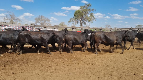 Lote Vaquillas Preñadas CBO 0
