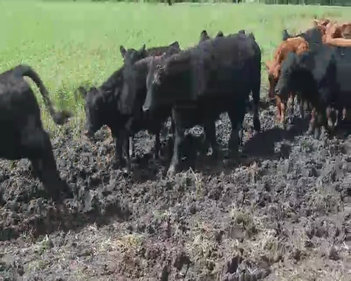 Lote 70 Terneros en Villaguay, Entre Ríos