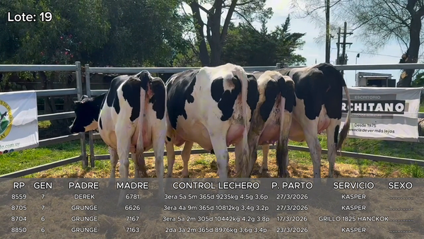 Lote Vacas