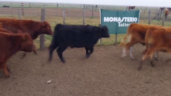 Lote 70 Terneros en Arboledas