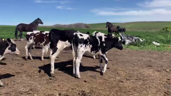 Lote 25 TERNERAS O/N, TANDIL, PCIA. DE BS. AS.