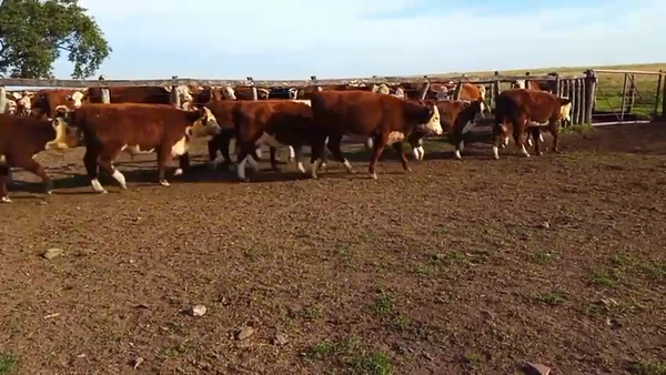Lote 75 Terneras