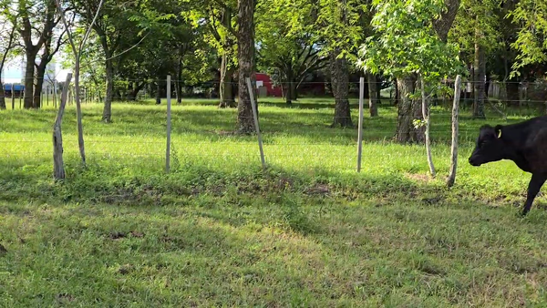 Lote 100 Vaquillonas