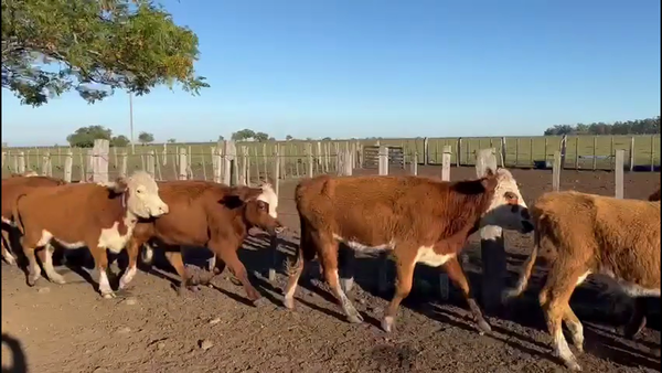 Lote VAQUILLONAS 1-2 AÑOS