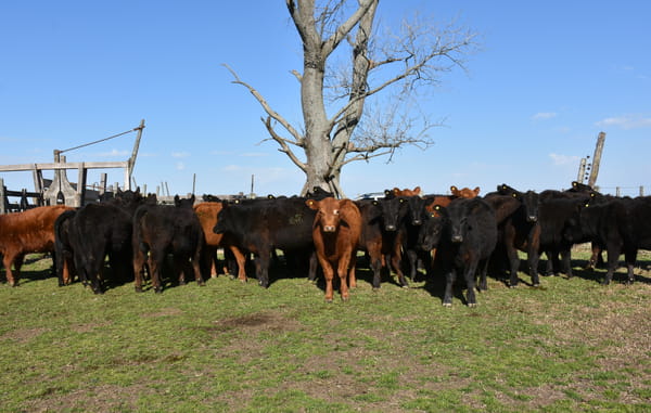 Lote TERNERAS