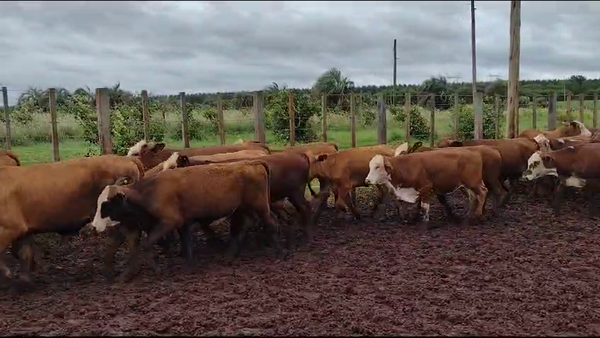 Lote 110 Terneras en Virasoro, Corrientes