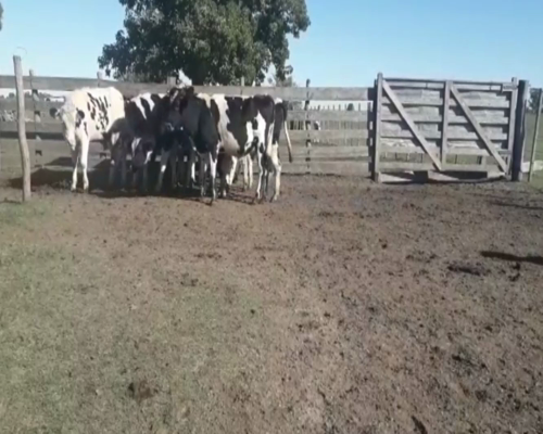 Lote Novillos