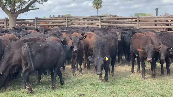 Lote 200 Terneros en Gral. San Martín, Chaco
