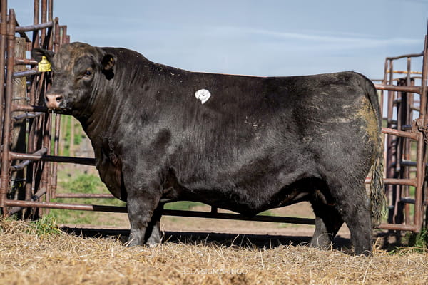 Lote TOROS ANGUS  PP