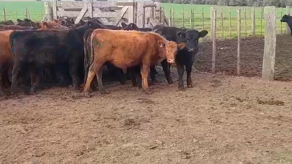 Lote 70 Terneros en Laprida