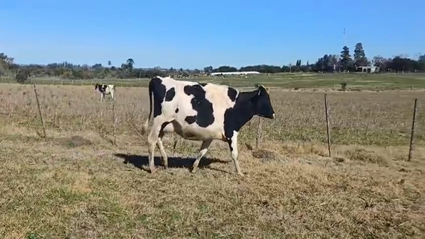 Lote (Vendido)Vacas preñadas HOLANDO en CUFRE